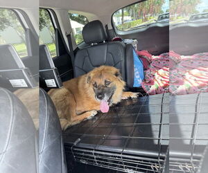 Husk - Male Chow Chow-German Shepherd Dog Mix Dog for Adoption - Photo #3