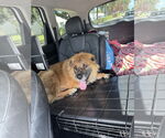 Small #2 Chow Chow-German Shepherd Dog Mix