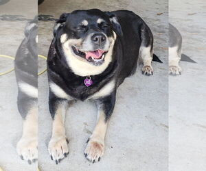 Georgia II - Female Labrador Retriever-Unknown Mix Dog for Adoption - Photo #3