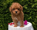 Puppy Nala Poodle (Toy)
