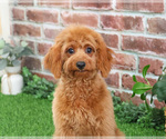 Small #4 Cavapoo (Miniature)
