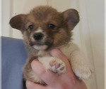 Puppy 1 Pembroke Welsh Corgi