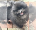 Small #2 Pomeranian