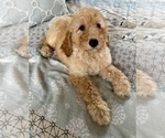 Small Photo #12 Goldendoodle Puppy For Sale in PENSACOLA, FL, USA