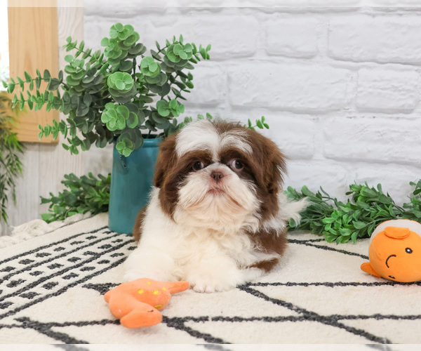 Medium Photo #5 Shih Tzu Puppy For Sale in SYRACUSE, IN, USA