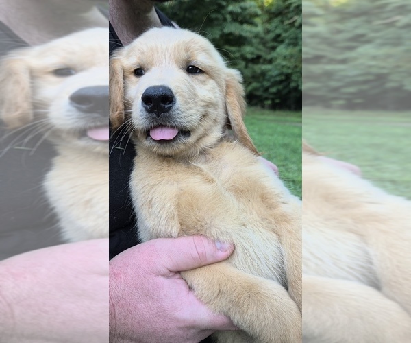 Medium Photo #6 Golden Retriever Puppy For Sale in CUMMING, GA, USA