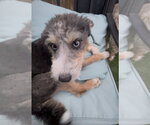 Small #1 Poodle (Miniature) Mix