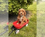 Small #1 Cavapoo