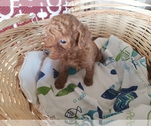 Medium Photo #8 Poodle (Toy) Puppy For Sale in LANSDALE, PA, USA