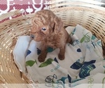 Small Photo #8 Poodle (Toy) Puppy For Sale in LANSDALE, PA, USA