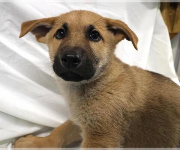 Medium Photo #1 Mutt Puppy For Sale in Thief River Falls, MN, USA
