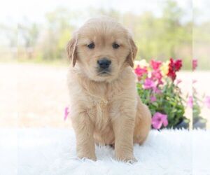 Golden Retriever Puppy for sale in NEWPORT, PA, USA