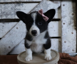 Pembroke Welsh Corgi-Pomeranian Mix Puppy for sale in HONEY BROOK, PA, USA