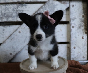 Medium Pembroke Welsh Corgi-Pomeranian Mix