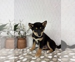 Small #4 Shiba Inu