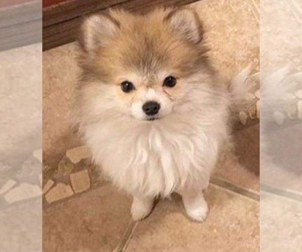 Medium Photo #1 Pomeranian Puppy For Sale in COLTON, CA, USA