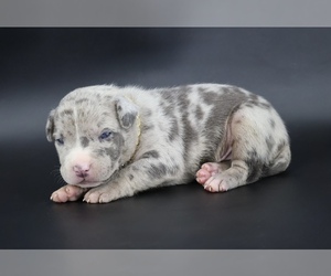 American Bully Puppy for sale in CHAMPAIGN, IL, USA