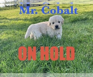 Medium English Cream Golden Retriever