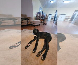 Great Dane-Unknown Mix Dogs for adoption in New London, WI, USA