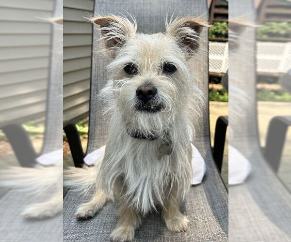 Medium Photo #2 Toxirn Puppy For Sale in Westmont, IL, USA