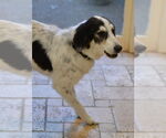 Small English Setter Mix