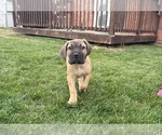 Puppy 7 Cane Corso