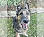 Small #1 German Shepherd Dog
