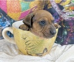 Small #26 Dachshund