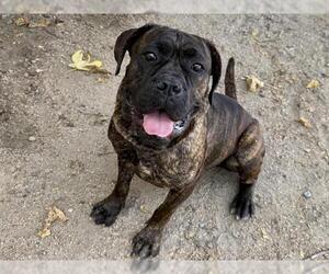Mastiff-Unknown Mix Dogs for adoption in Martinez, CA, USA