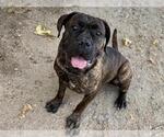 ALI - Female Mastiff-Unknown Mix Dog for Adoption - Small photo