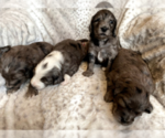 Small Photo #12 Aussiedoodle-Poodle (Standard) Mix Puppy For Sale in COMMERCE, MI, USA