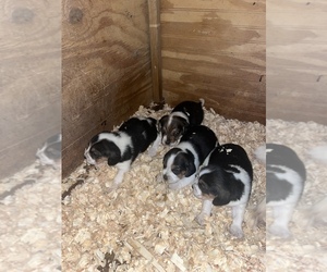 Beagle Puppy for sale in PIKEVILLE, NC, USA