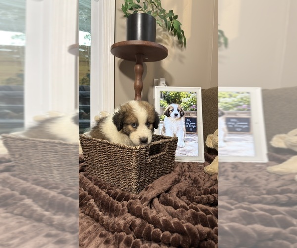 Medium Photo #97 Aussie Pyrenees Puppy For Sale in LEXINGTON, SC, USA