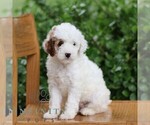 Small #4 Goldendoodle (Miniature)