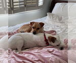Small #8 Chihuahua Mix