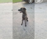 Small #2 German Shepherd Dog-Great Dane Mix