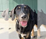 Small #3 Labrador Retriever Mix