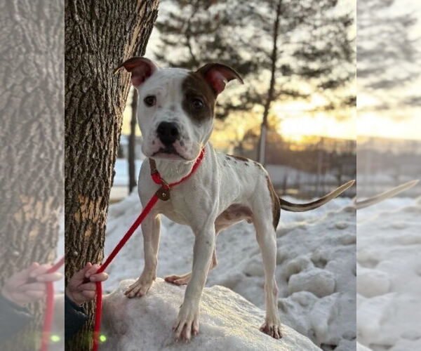 Medium Photo #1 Mutt Puppy For Sale in Minneapolis, MN, USA