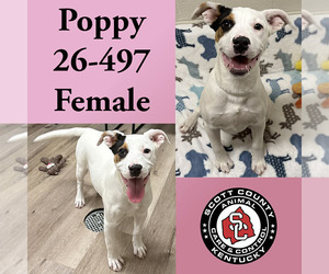 Mutt Dogs for adoption in Georgetown, KY, USA