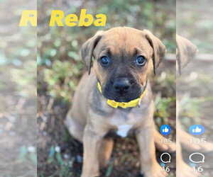Mutt Dogs for adoption in Sanford, FL, USA