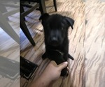 Small Photo #10 Gerberian Shepsky Puppy For Sale in CONWAY, SC, USA