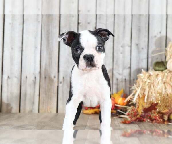 Medium Photo #2 Boston Terrier Puppy For Sale in MOUNT VERNON, OH, USA