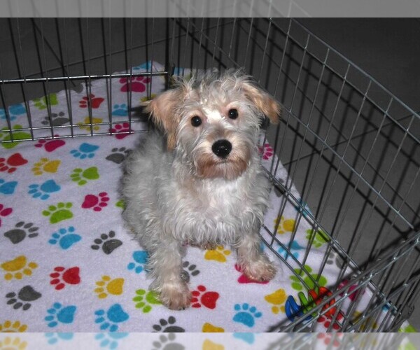 Medium Photo #4 Schnoodle (Miniature) Puppy For Sale in ORO VALLEY, AZ, USA