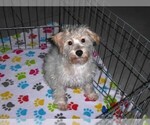 Small #3 Schnoodle (Miniature)