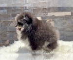 Small #1 Pomeranian