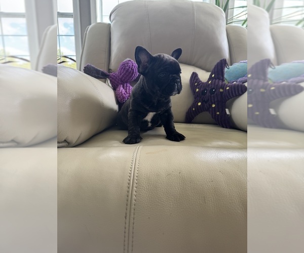 Medium Photo #4 French Bulldog Puppy For Sale in TREVOSE, PA, USA