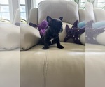 Small #3 French Bulldog