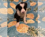 Small Photo #1 Border Collie Puppy For Sale in AIKEN, SC, USA