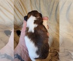 Small #1 Shih Tzu