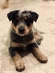Small Photo #20 Australian Cattle Dog Puppy For Sale in PAHRUMP, NV, USA